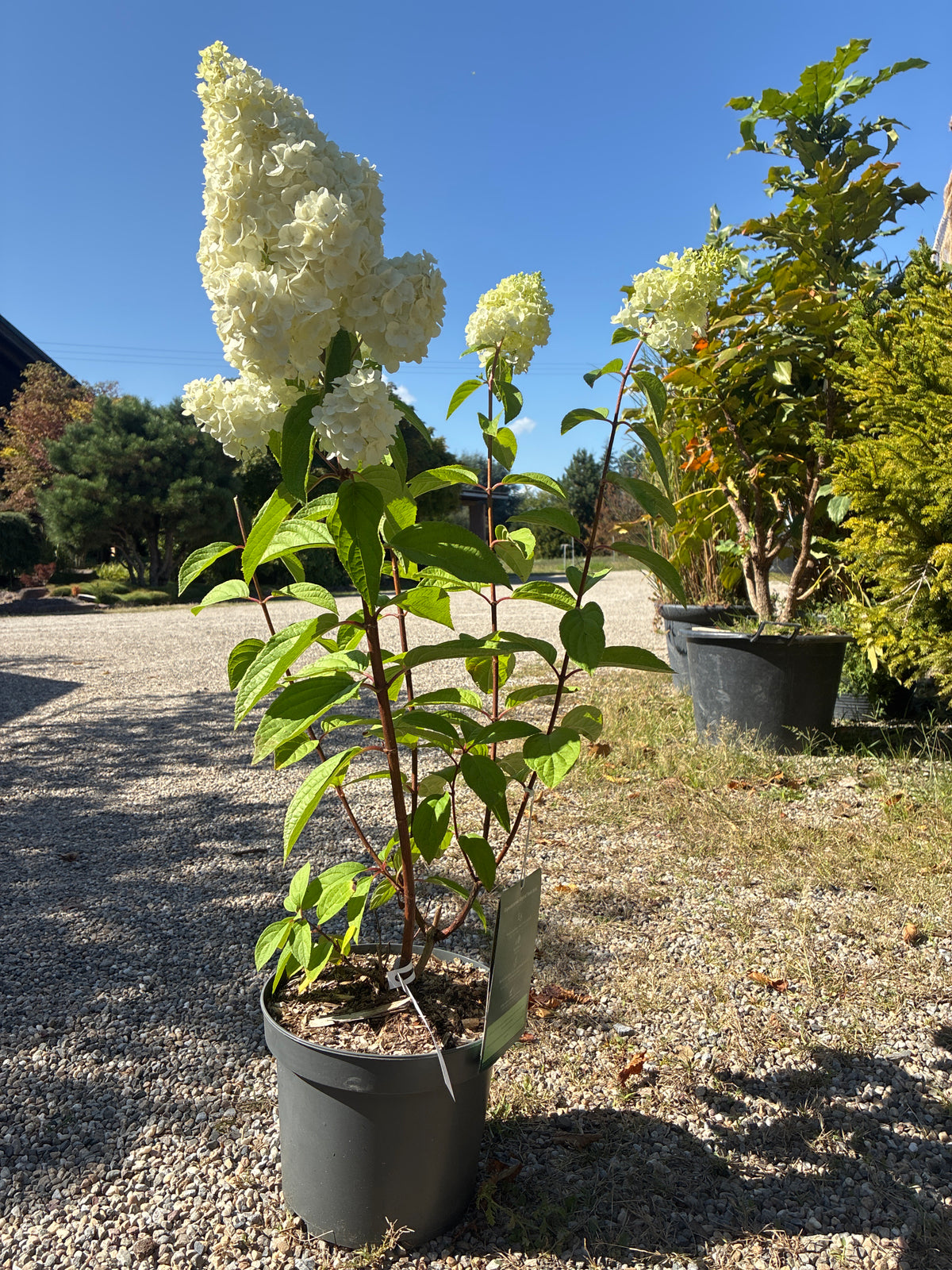 Rispenhortensie / 'Magical Mont Blanc'