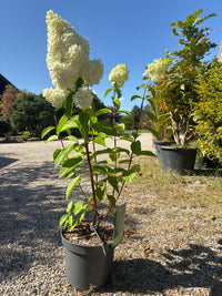 Rispenhortensie / 'Magical Mont Blanc'