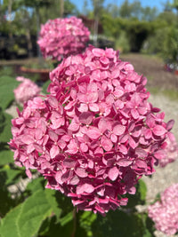 Ballhortensie 'Ruby Annabelle'® / Hydrangea arborescens 'Ruby Annabelle'®