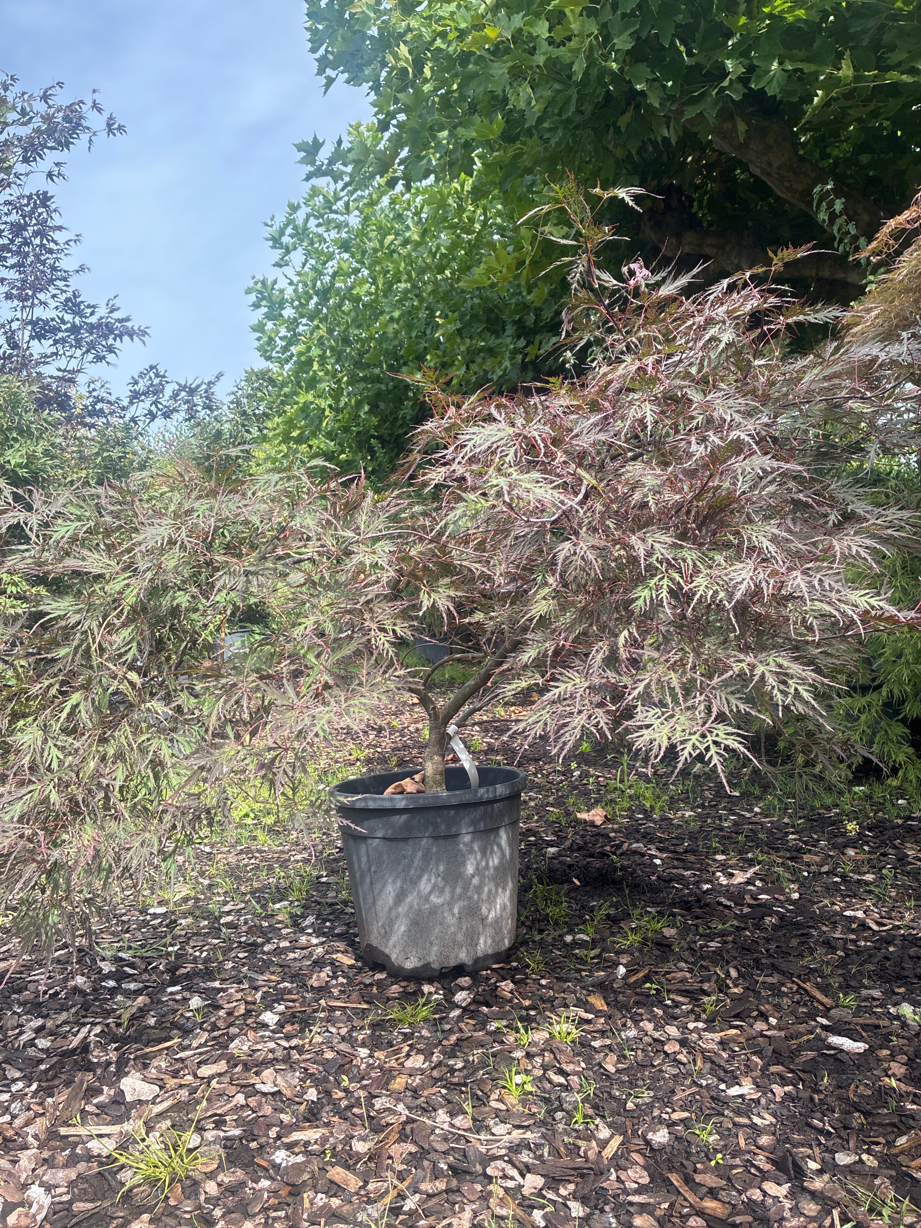 Fächerahorn 'Inaba-shidare' / Acer palmatum 'Inaba-shidare'