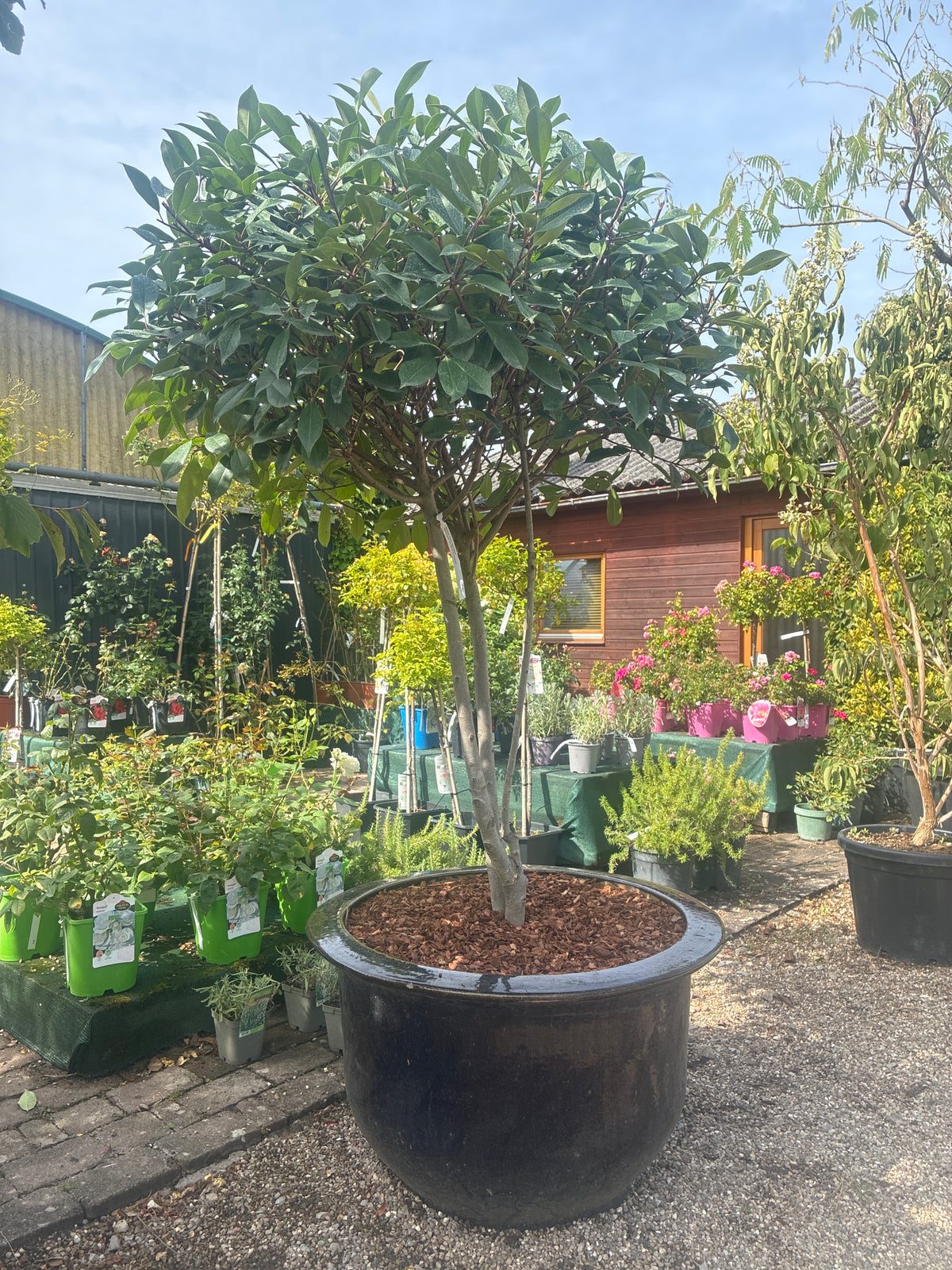 Glanzmispel 'Red Robin' / Photinia fraseri 'Red Robin'