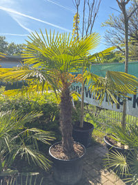 Hanfpalme / Trachycarpus fortunei