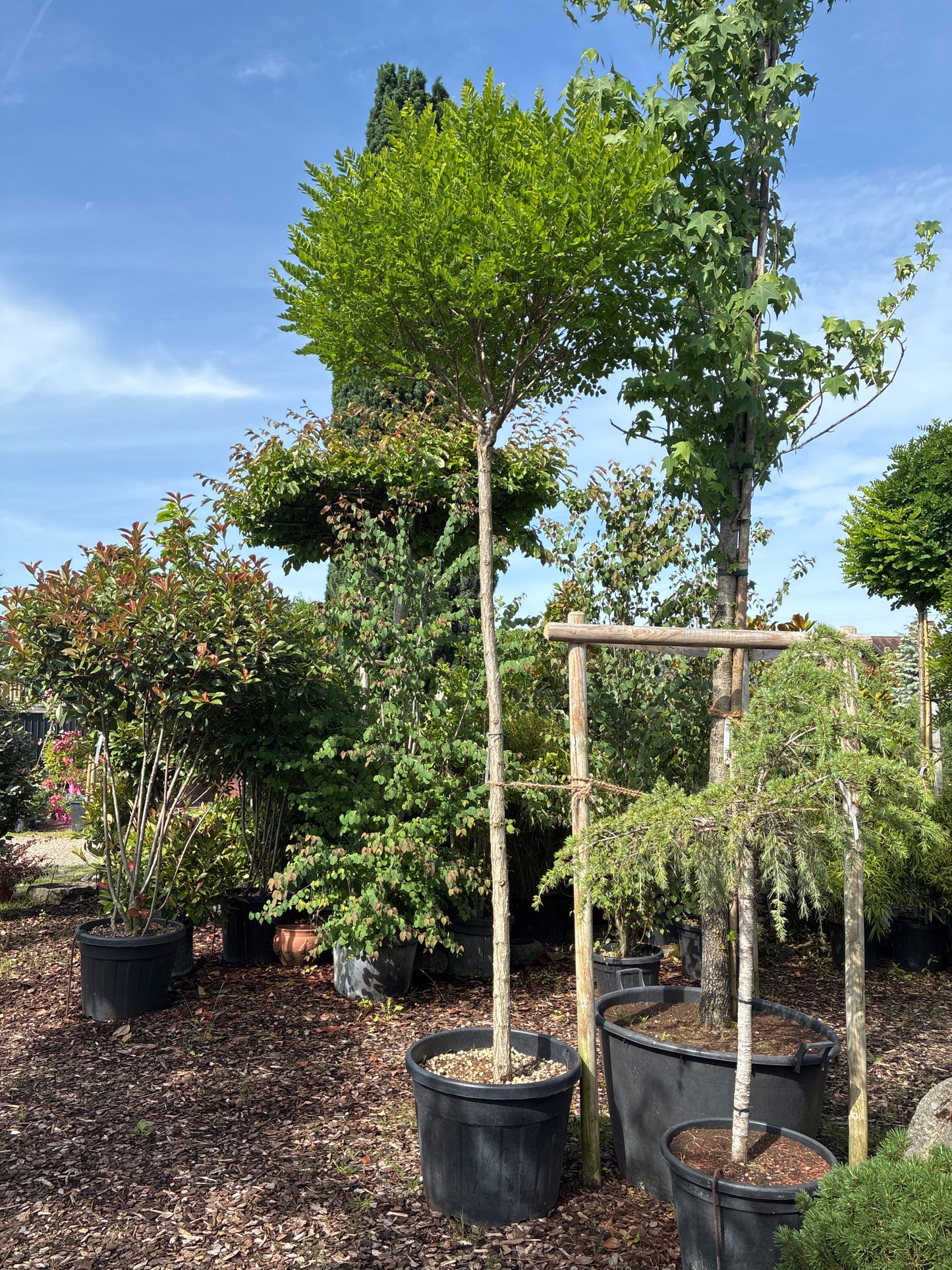 Kugelakazie 'Umbraculifera' / Robinia pseudoacacia 'Umbraculifera'
