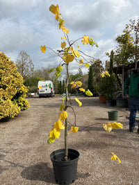Hängender Kanadischer Judasbaum /Cercis canadensis ‘Lavender Twist’
