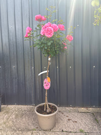 Rose / Rosa Leonardo da Vinci®