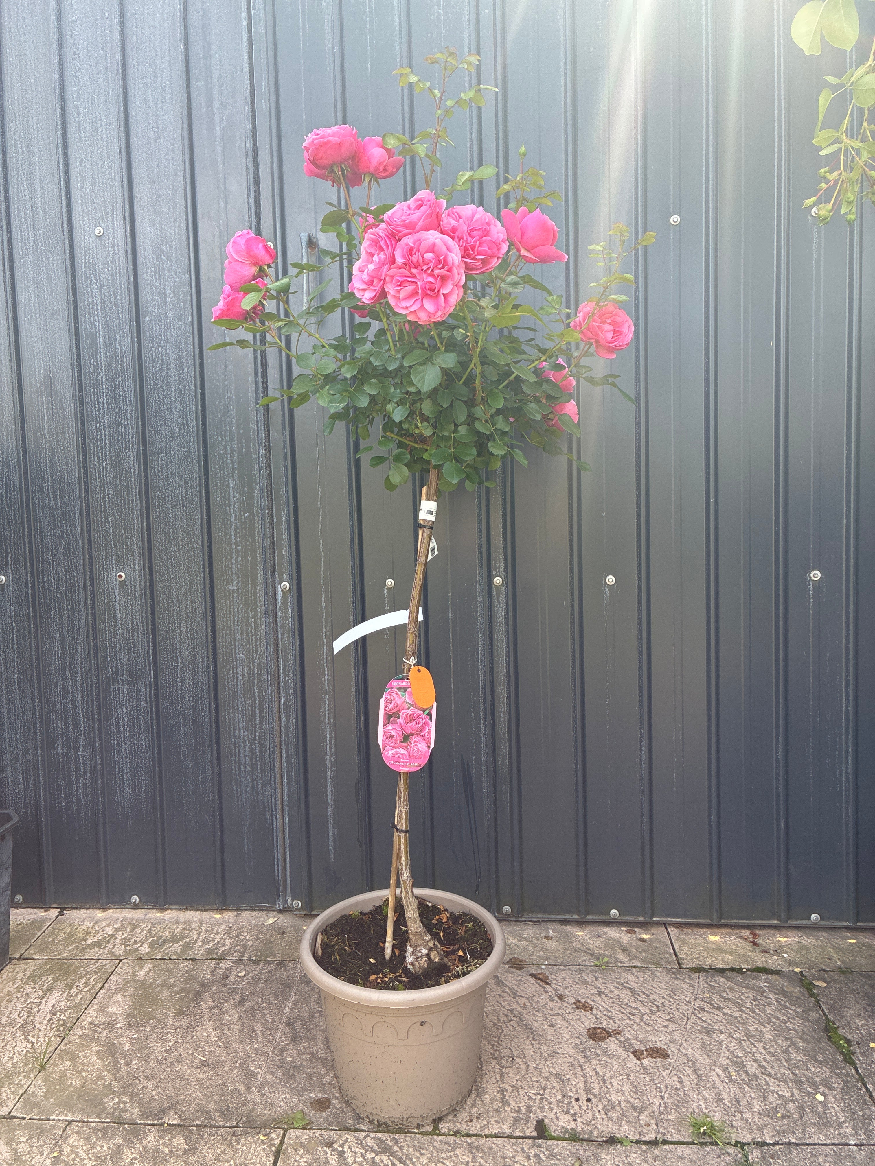 Rose / Rosa Leonardo da Vinci®