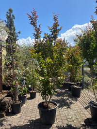 Lagerströmie 'Dynamite' / Lagerstroemia indica 'Dynamite'