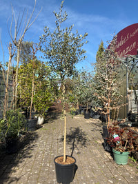 Olivenbaum / Olea europaea