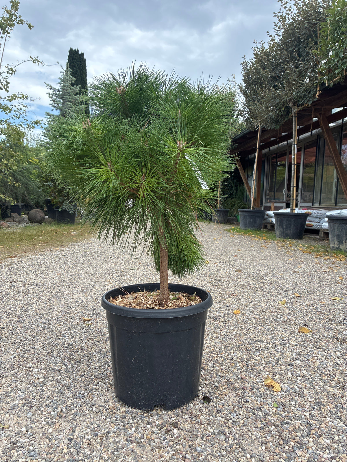 Kugel-Schwarzkiefer / PINUS NIGRA 'BREPO'