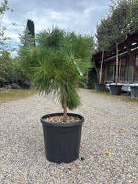 Kugel-Schwarzkiefer / PINUS NIGRA 'BREPO'