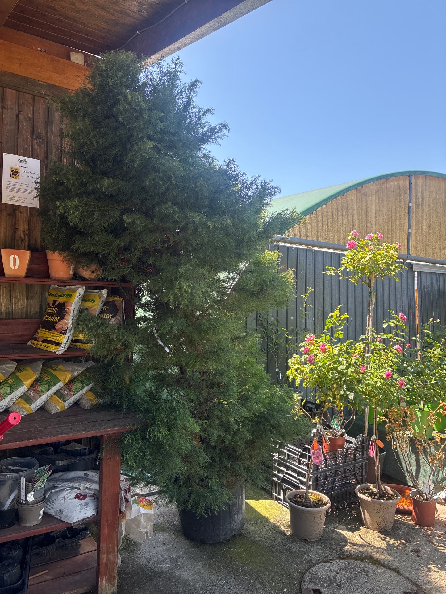 Japanische Sicheltanne 'Elegans' / Cryptomeria japonica 'Elegans'