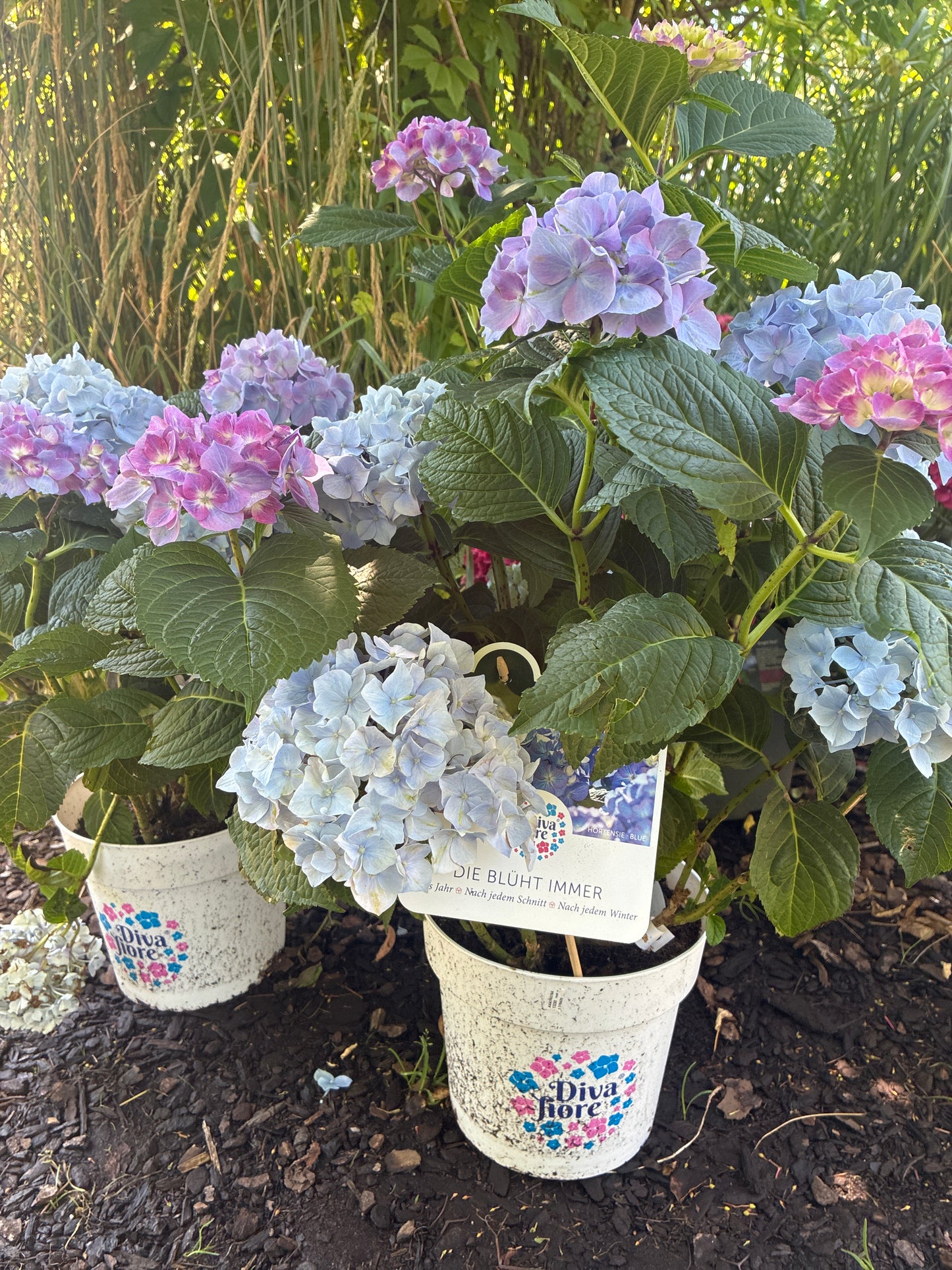 Ballhortensie / Hydrangea macrophylla 'Diva fiore' ®