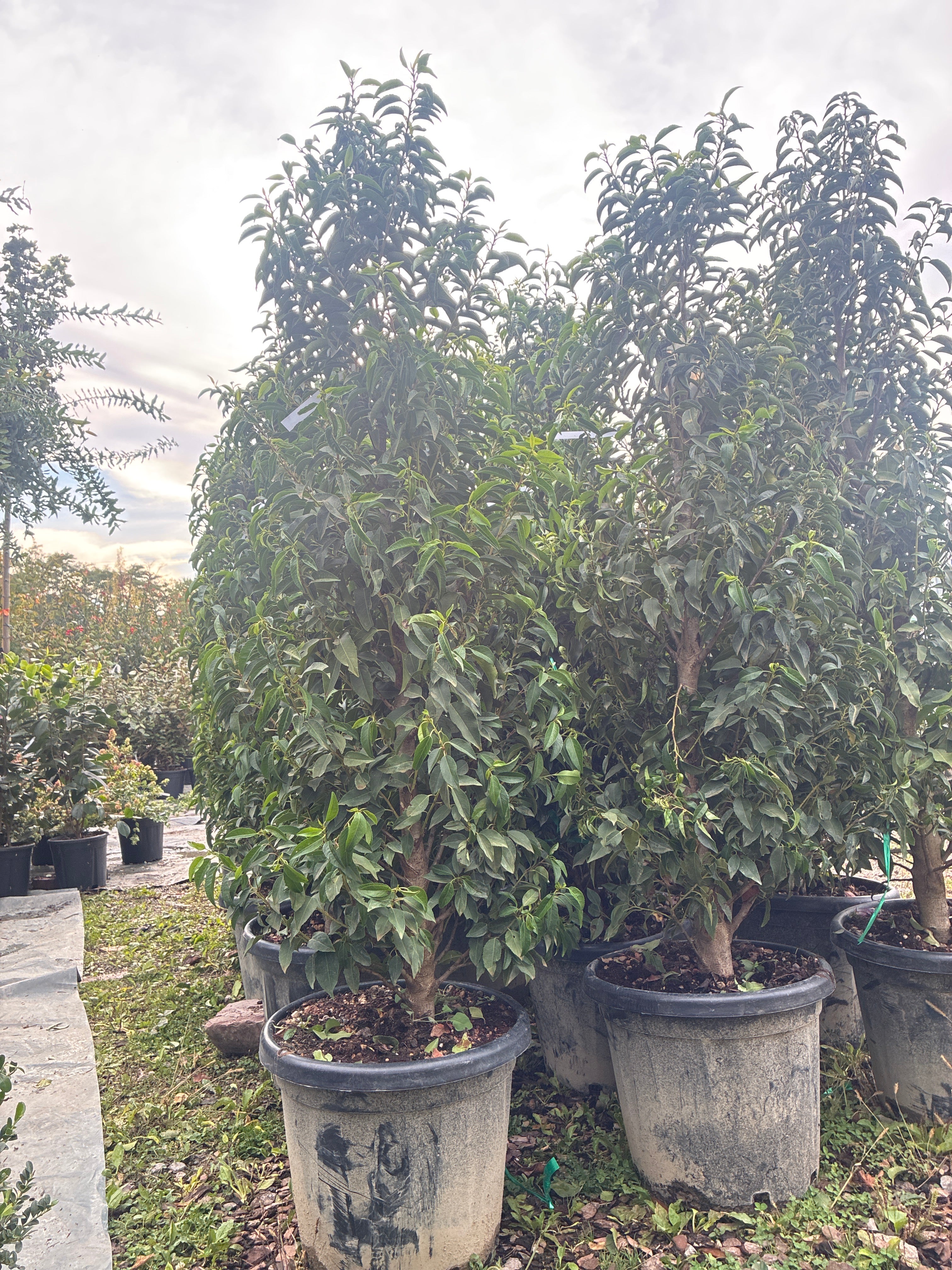 Portugiesische Lorbeerkirsche 'Angustifolia' / Prunus lusitanica 'Angustifolia'