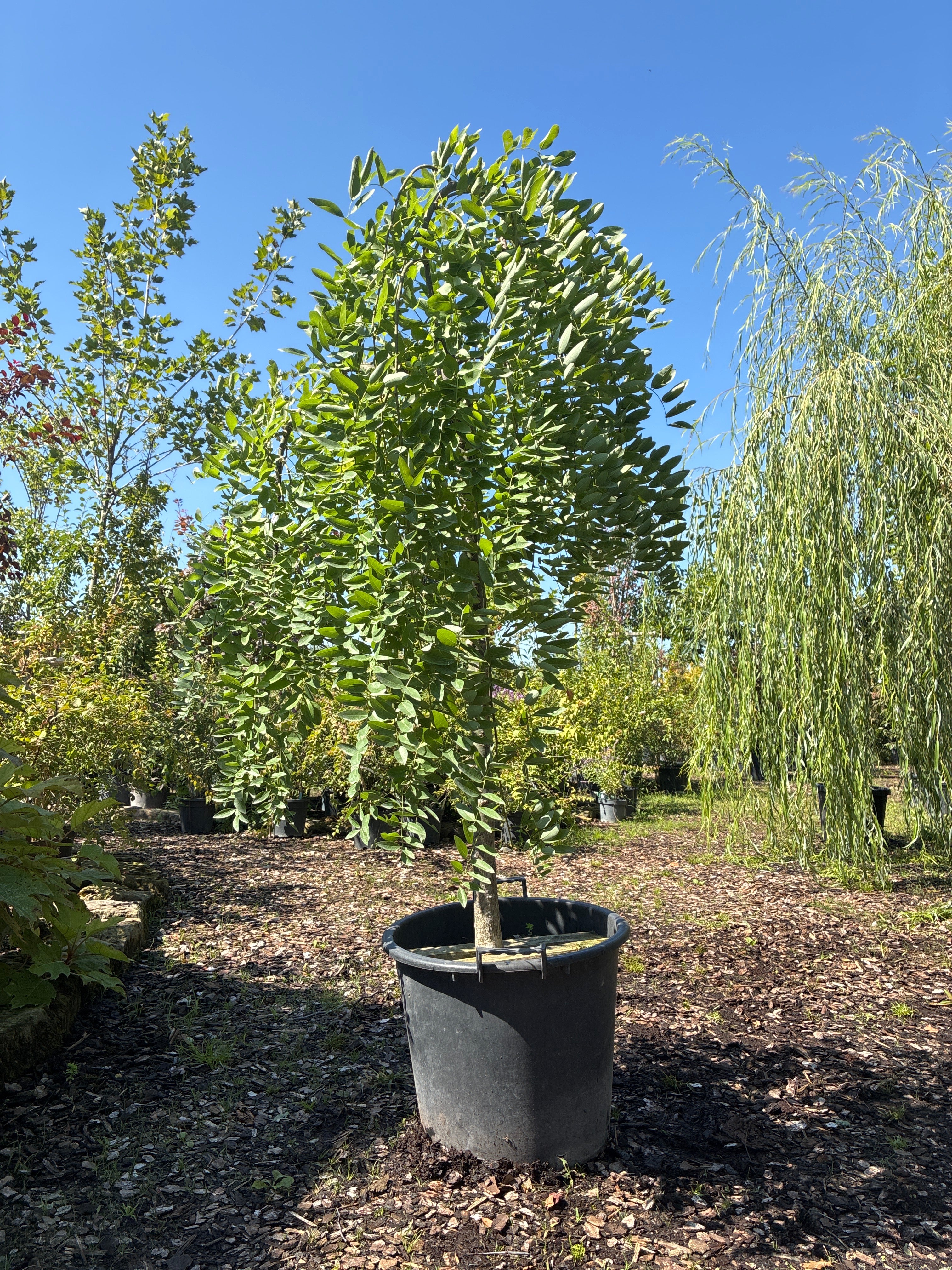 Hängender Schnurbaum 'Pendula' / Sophora japonica 'Pendula'