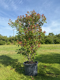 Glanzmispel 'Red Robin' / Photinia fraseri 'Red Robin'