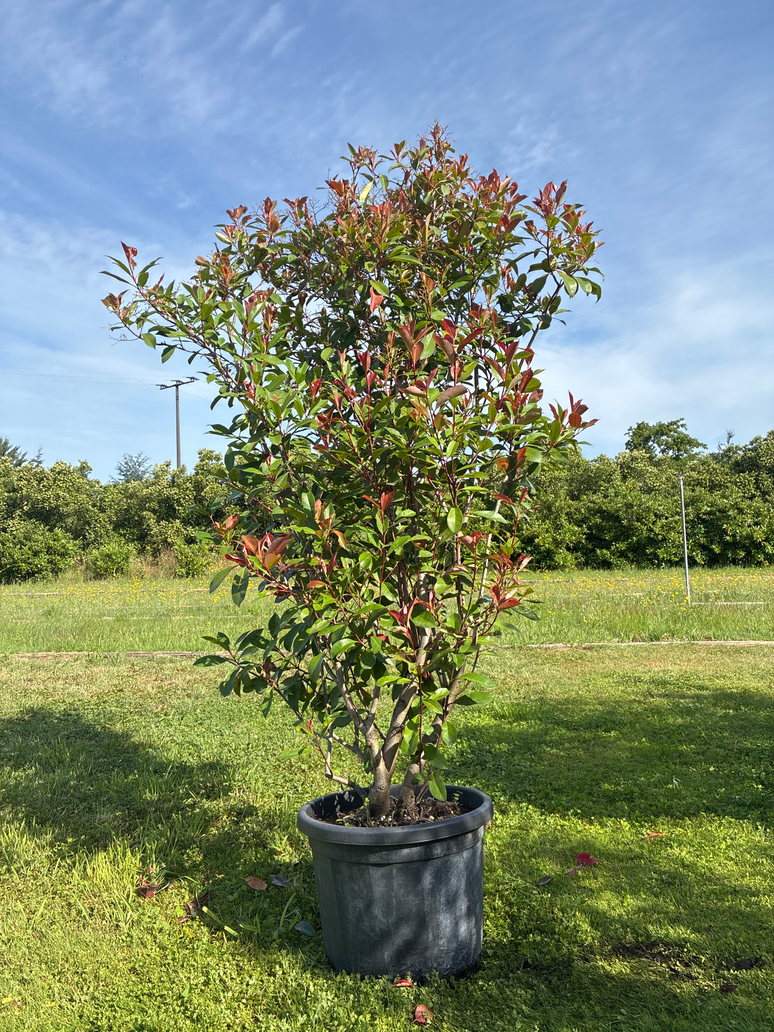 Glanzmispel 'Red Robin' / Photinia fraseri 'Red Robin'
