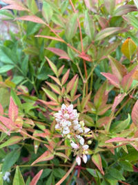 Himmelsbambus / Nandina domestica 'obsessed'