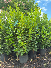 Kirschlorbeer 'Obelisk' / Prunus laurocerasus 'Obelisk'®