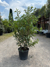 Portugiesische Lorbeerkirsche 'Angustifolia' / Prunus lusitanica 'Angustifolia'