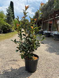 Glanzmispel / Photinia fras.'Robusta Compacta'
