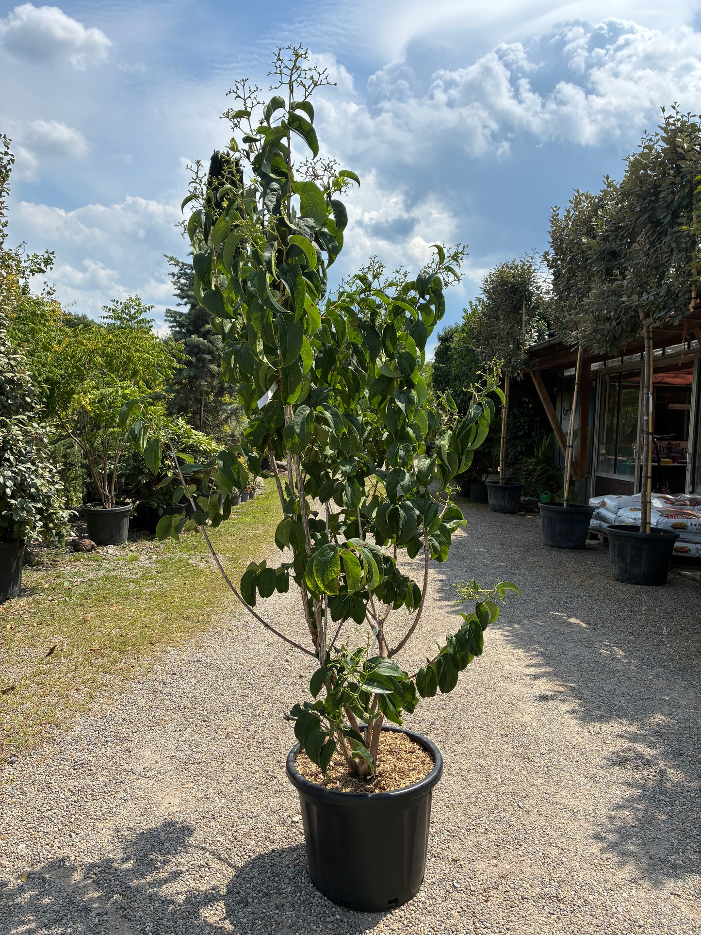 Sieben-Söhne-des-Himmels-Strauch / Heptacodium miconioides