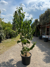 Sieben-Söhne-des-Himmels-Strauch / Heptacodium miconioides