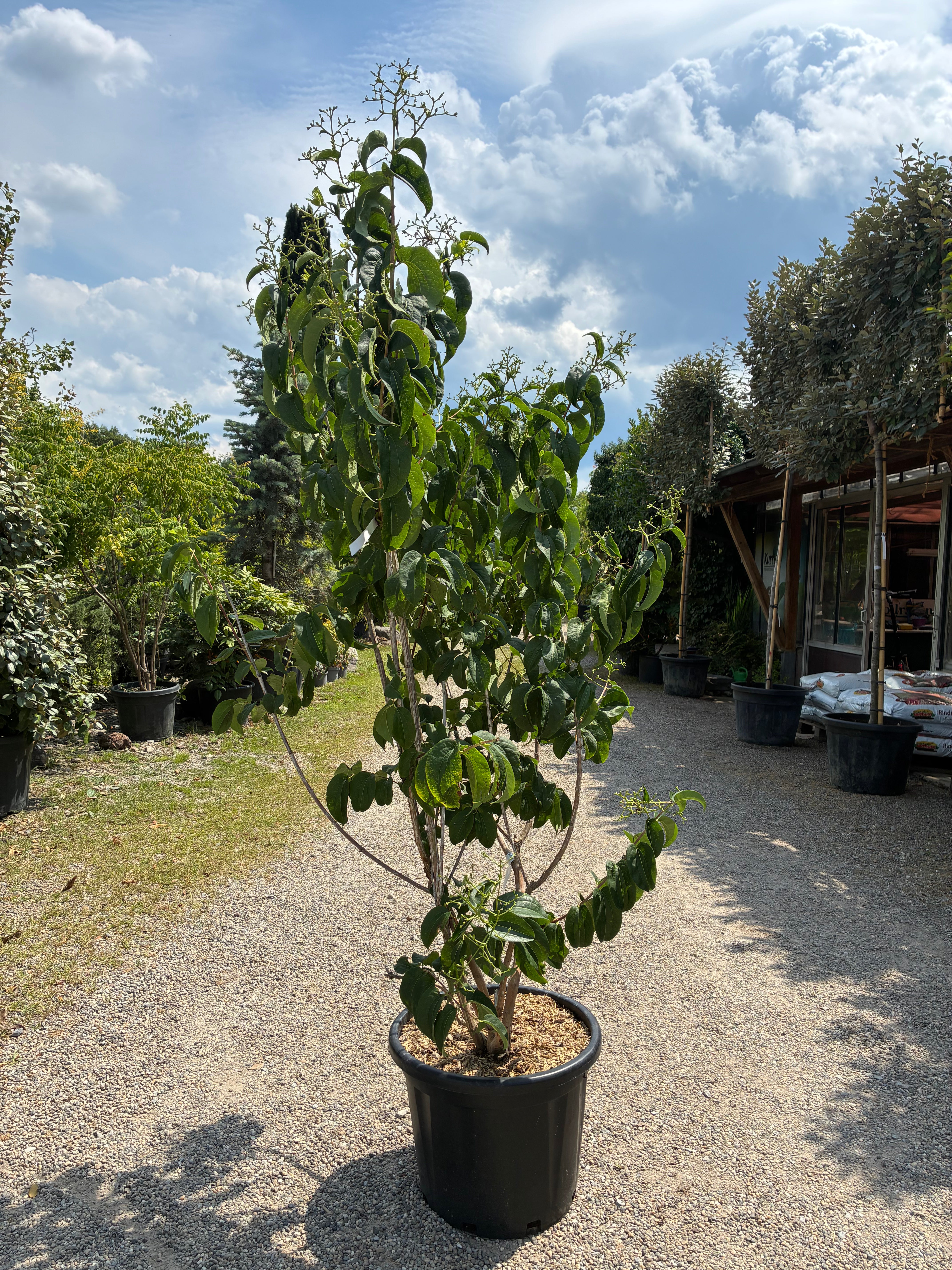 Sieben-Söhne-des-Himmels-Strauch / Heptacodium miconioides