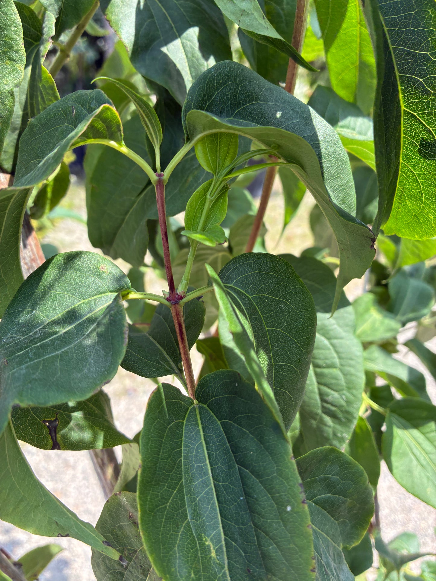 Sieben-Söhne-des-Himmels-Strauch / Heptacodium miconioides