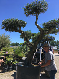 Besuch in der Baumschule - Termin buchen | Pflanzenauswahl & Beratung