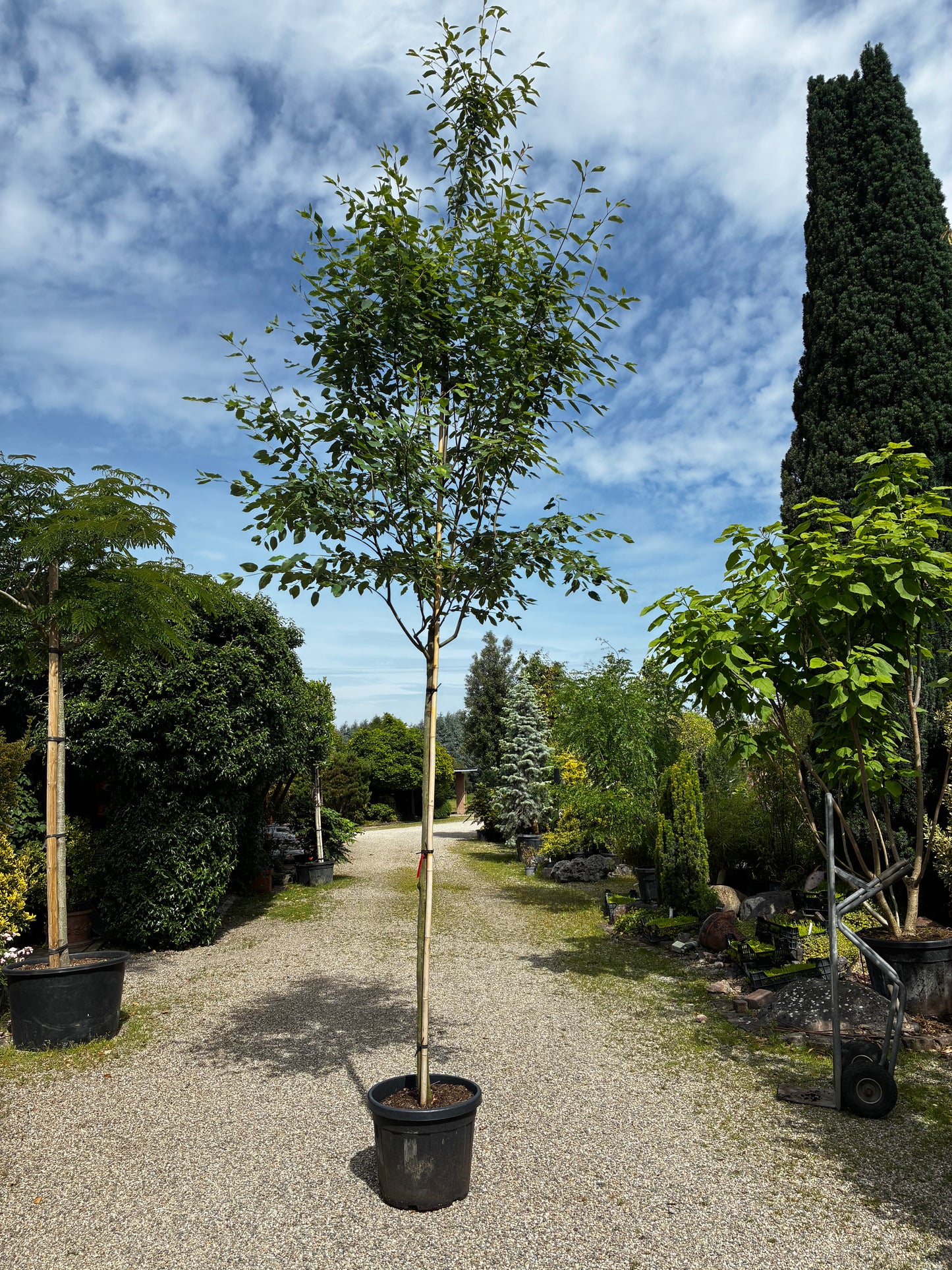 Baum-Felsenbirne 'Robin Hill' / Amelanchier arborea 'Robin Hill'