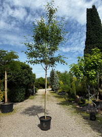 Baum-Felsenbirne 'Robin Hill' / Amelanchier arborea 'Robin Hill'