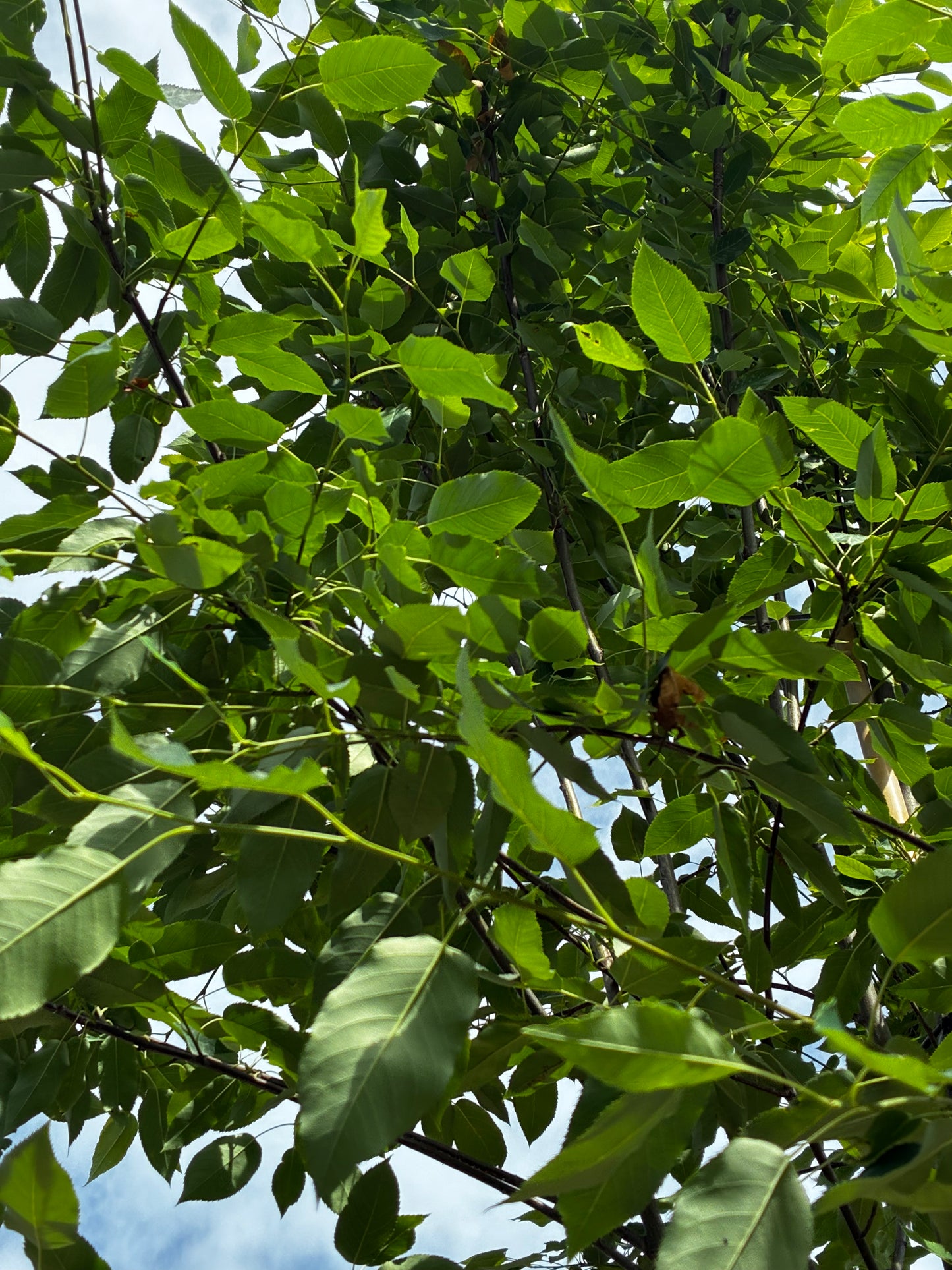 Baum-Felsenbirne 'Robin Hill' / Amelanchier arborea 'Robin Hill'