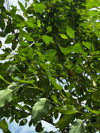 Baum-Felsenbirne 'Robin Hill' / Amelanchier arborea 'Robin Hill'