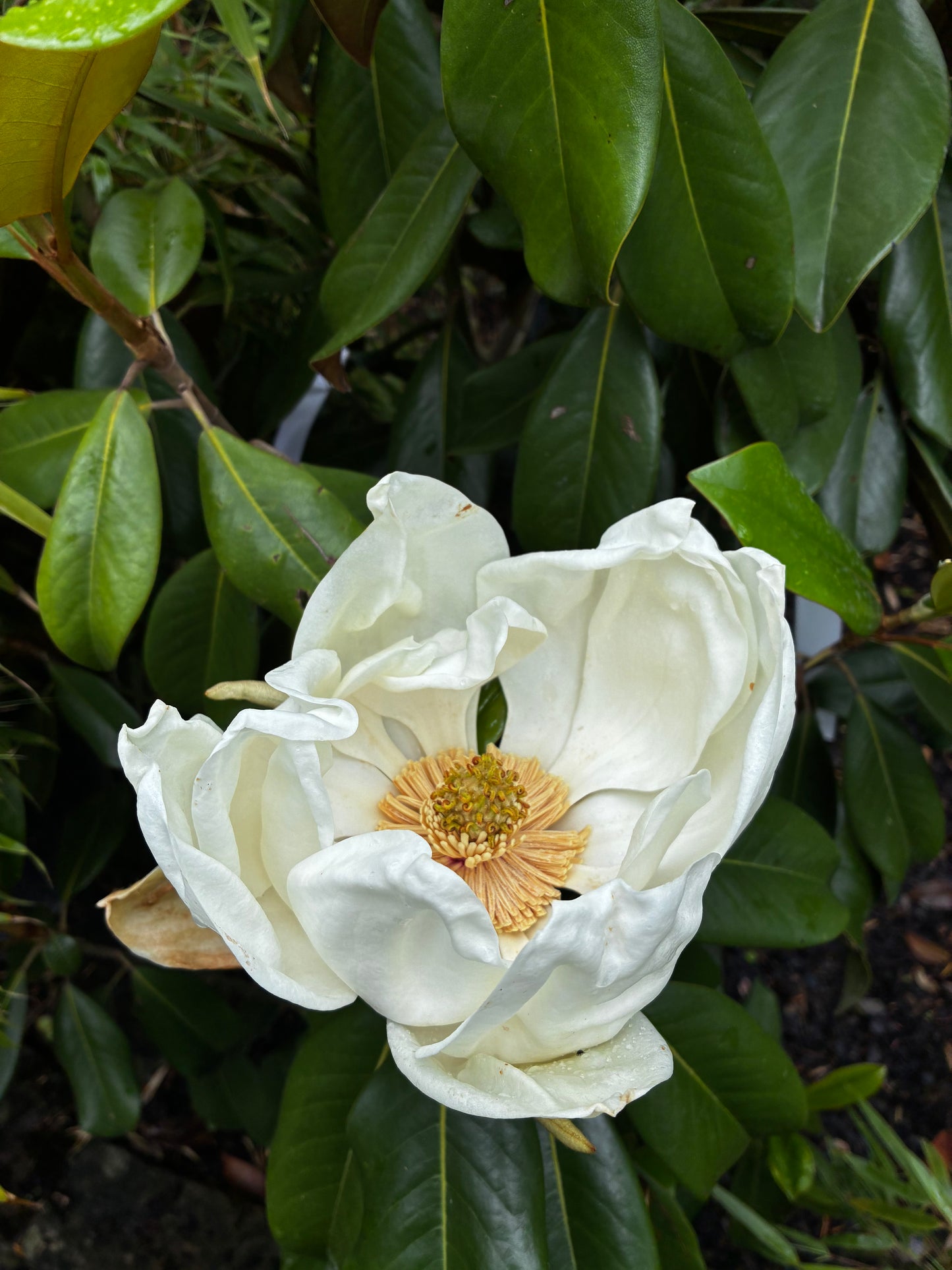 Immergrüne Magnolie 'Galissonière' / Magnolia grandiflora 'Galissonière'
