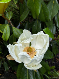 Immergrüne Magnolie 'Galissonière' / Magnolia grandiflora 'Galissonière'