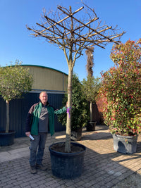 Eisenbaum 'Vanessa' / Parrotia persica 'Vanessa'