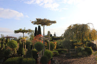 Besuch in der Baumschule - Termin buchen | Pflanzenauswahl & Beratung