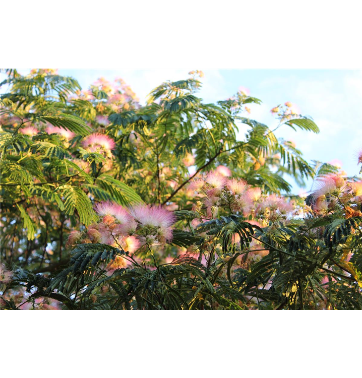 Seidenbaum / Albizia julibrissin