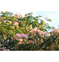 Seidenbaum / Albizia julibrissin