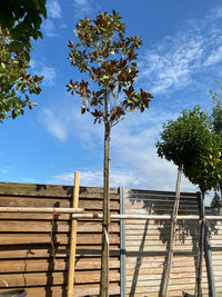 Immergrüne Magnolie 'Dee Dee Blanchard' / Magnolia grandiflora 'Dee Dee Blanchard'