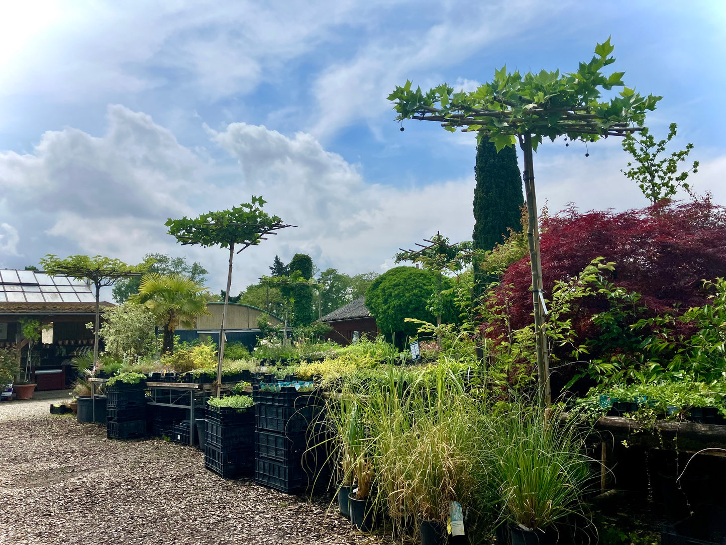 Besuch in der Baumschule - Termin buchen | Pflanzenauswahl & Beratung