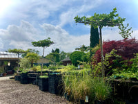 Besuch in der Baumschule - Termin buchen | Pflanzenauswahl & Beratung