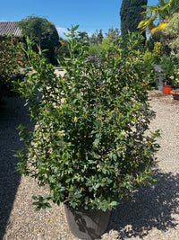 Lorbeer-Schneeball 'Eve Price' / Viburnum tinus 'Eve Price'