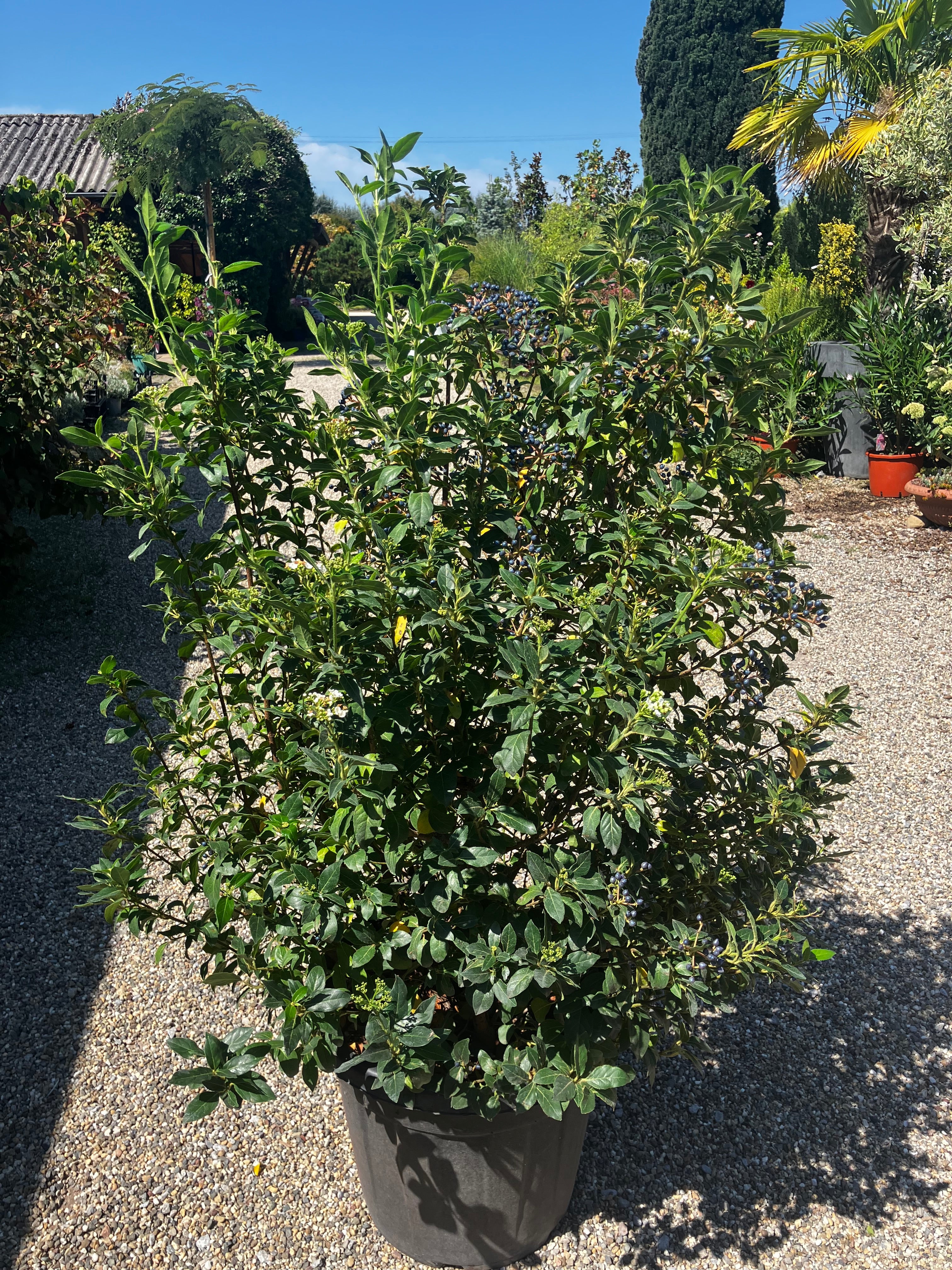 Lorbeer-Schneeball 'Eve Price' / Viburnum tinus 'Eve Price'