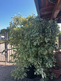 Hartriegel 'Elegantissima' / Cornus alba 'Elegantissima'