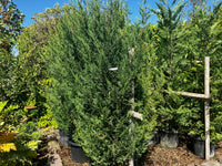Leyland-Zypresse 'Typ 2001' / Cupressocyparis leylandii 'Typ 2001'