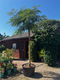 Seidenbaum / Albizia julibrissin
