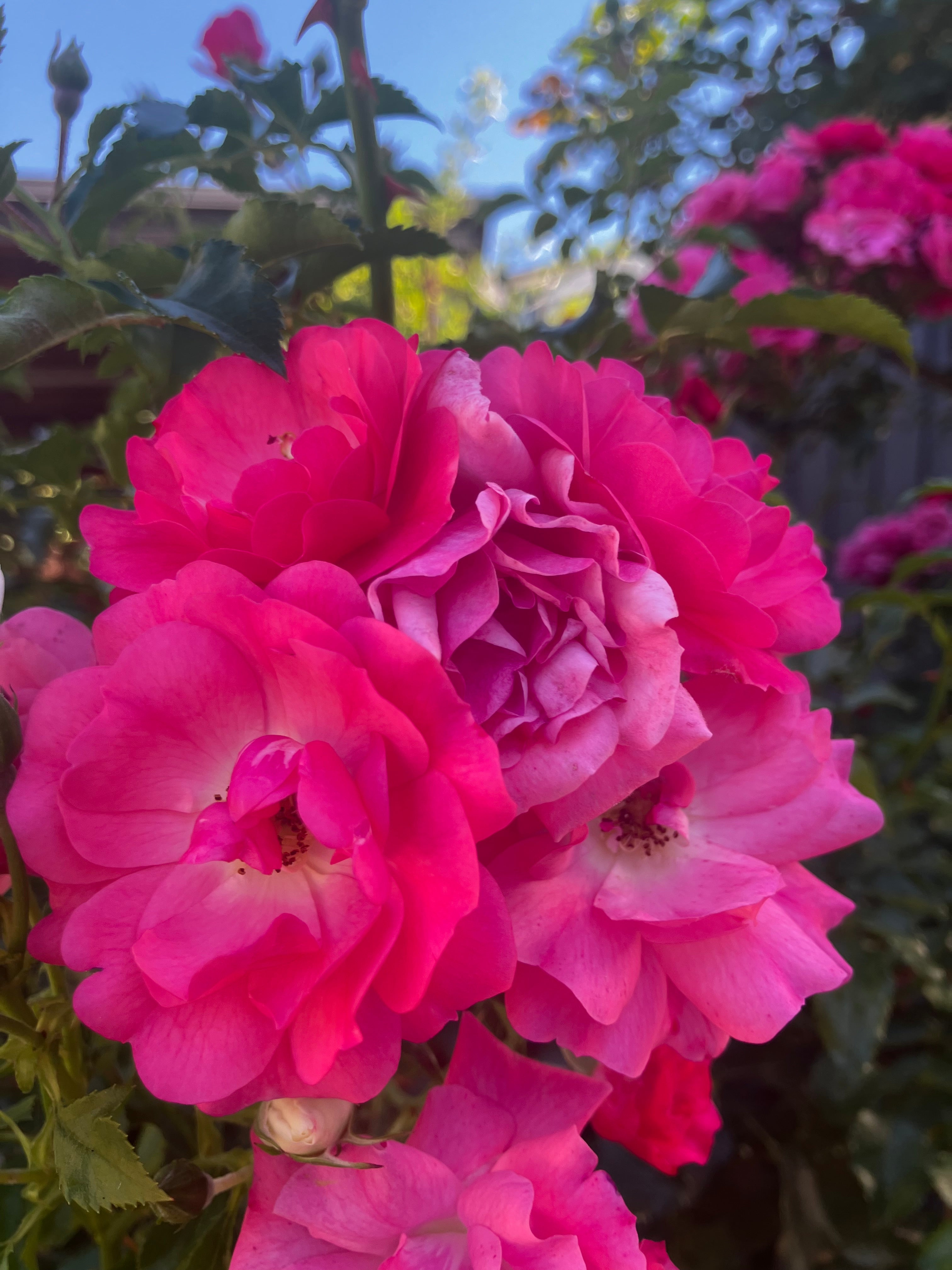 Kletterrose 'Heidetraum-PLUS'® / Rosa 'Heidetraum-PLUS'®