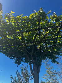 Eisenbaum 'Vanessa' / Parrotia persica 'Vanessa'