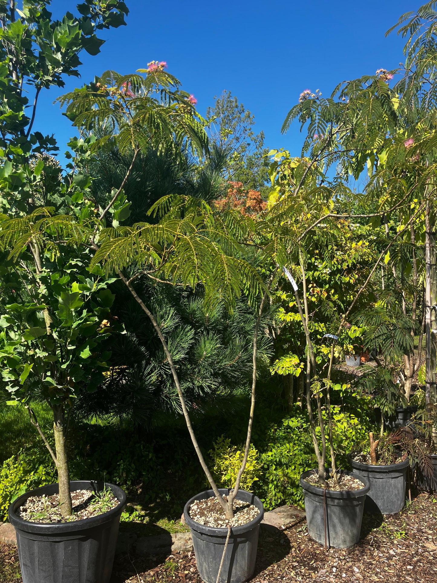 Seidenbaum / Albizia julibrissin